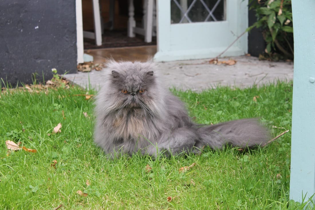 Snoops the persian cat in the garden
