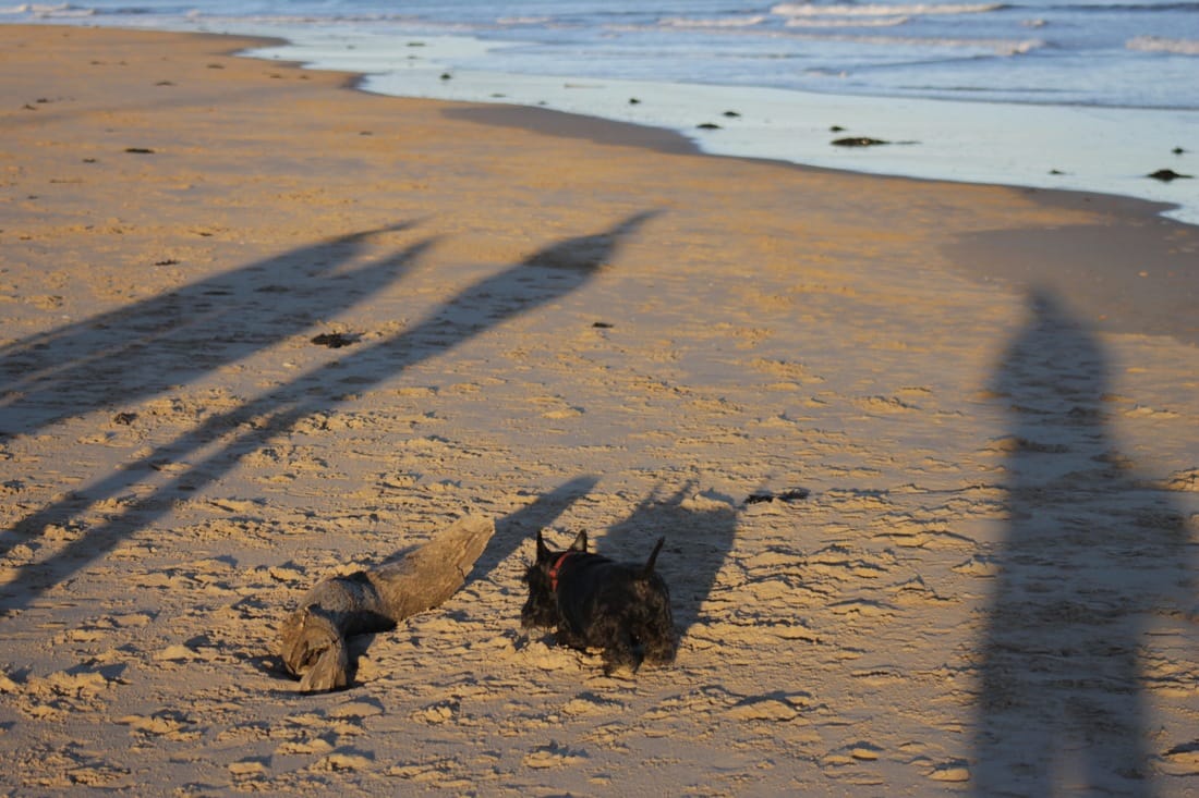 Scottish Terrier on sandy beach in England