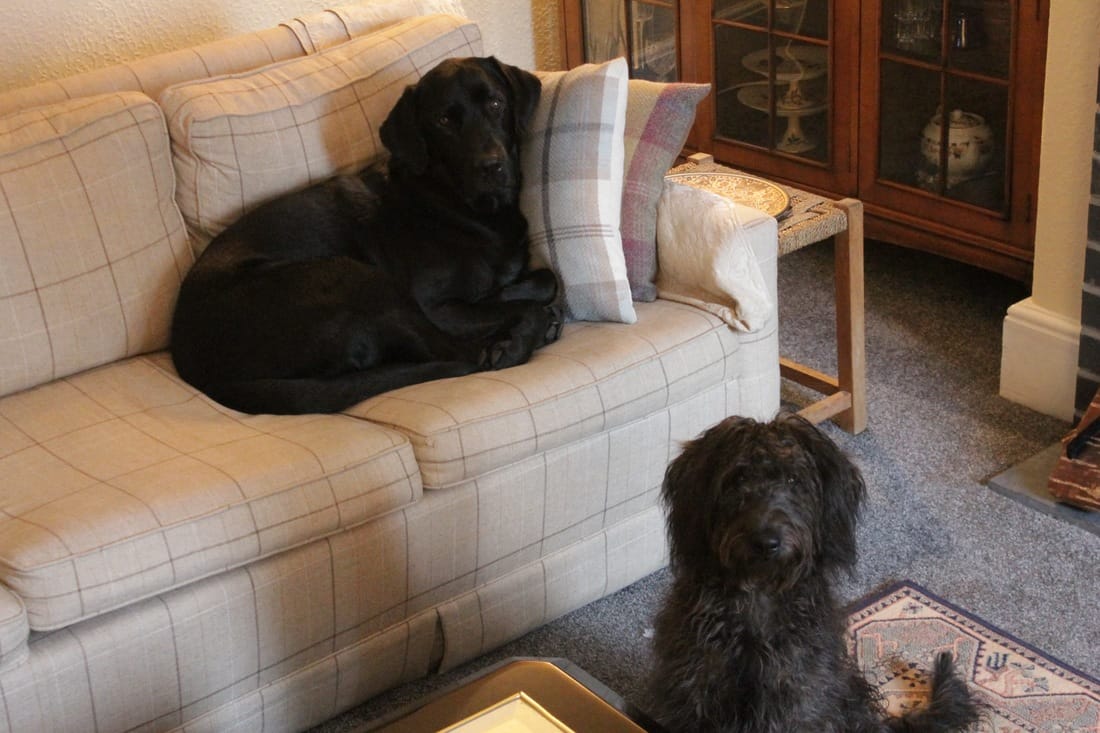 Black Labrador on Sofa and Mixed breed