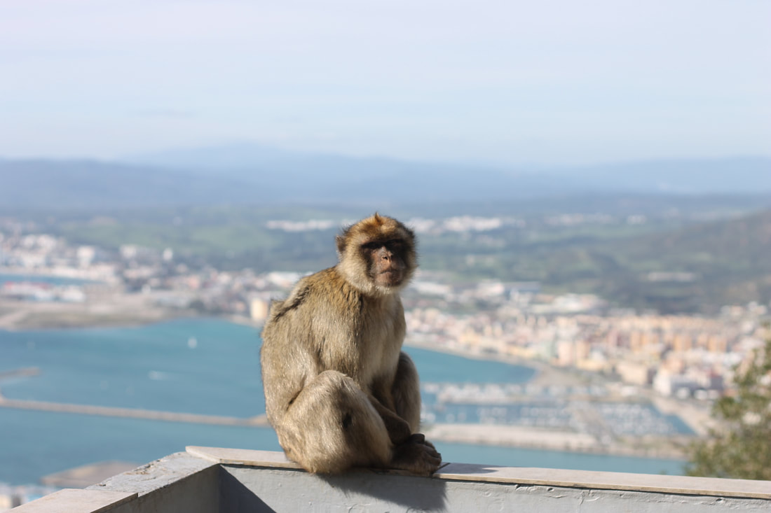 Picture of monkey posing in Gibraltar