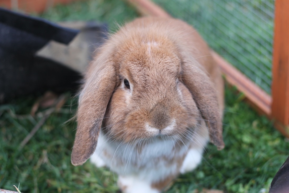 Picture of Leslie the rabbit