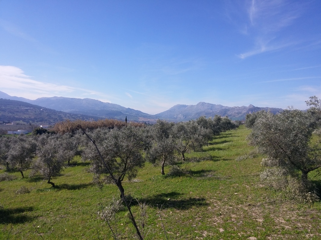 Picture of olive groves and mountains in background near Ronda