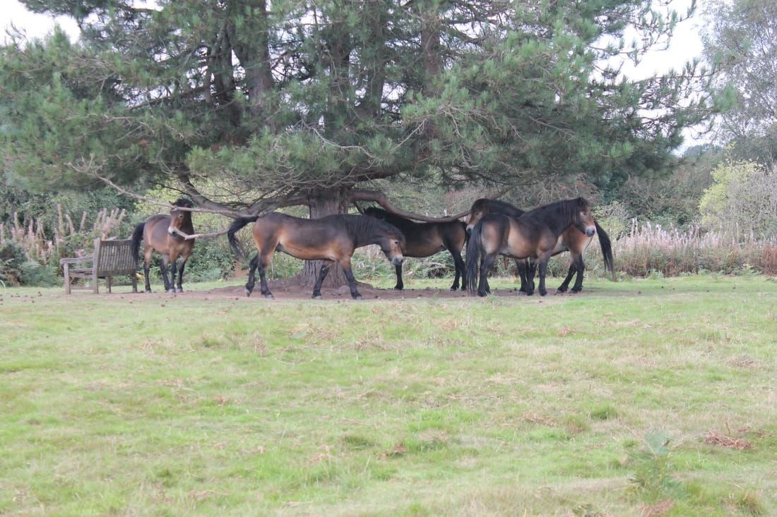 View of wild ponies on Ewyas Harold Common in Herefordshire