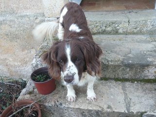 Picture of the springer spaniel