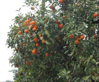 Picture of orange tree in Seville
